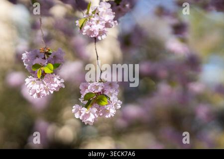 Nahaufnahme der japanischen Kirschbaumakkolade (Prunus) mit zarten rosa Blüten im Stockholmer Garten der Sinne (Sinnenas trädgård). Stockfoto