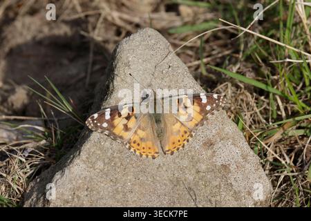 Gemalte Butterfly-Dame im Wald von Dean Gloucestershitre Stockfoto