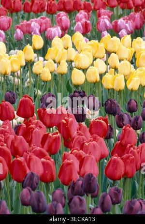 Filmfoto von pulsierenden Tulpensorten, die im Frühjahr in Reihen blühen, im Skagit Valley, Washington. Buntes Blumenfeld mit Rot, Gelb und Violett Stockfoto