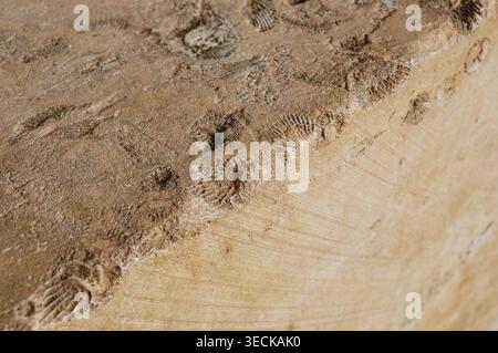 Alte Fossilienfragmente in verwittertem Sedimentgestein, Nahaufnahme mit Kopierraum Stockfoto