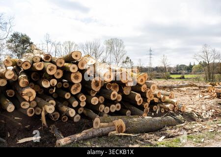 Großer Haufen frisch geschnittener Baumstämme, der nach dem Holzeinschlag auf einer ländlichen Rodung gestapelt wurde, mit Rinde, Sägemuren und Holzspänen auf dem Boden unter einem hellen Clou Stockfoto