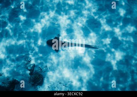 Aus der Vogelperspektive eines einsamen Adlerrochen, der über eine kristalltürkisfarbene Lagune in der Nähe einer Insel der Malediven gleitet, mit sanften Sonnenmustern, Sandboden und Korallenköpfen Stockfoto