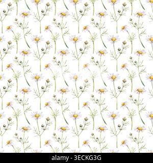 Nahtloses Aquarellmuster mit wilden Kamillenblüten auf schmalen grünen Stielen. Minimalistischer botanischer Wiederholungsdruck auf isoliertem Hintergrund Stockfoto