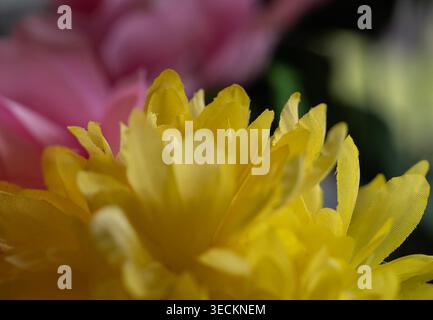 Ein wunderschönes gelbes Chrysanthema in Fensterlicht Stockfoto