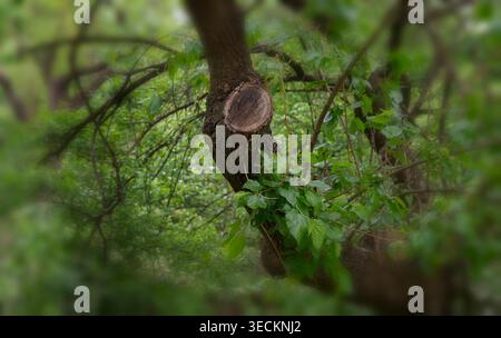 Eine Gruppe umgestürzter Bäume auf dem Waldboden Stockfoto