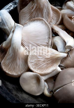Aus nächster Nähe sehen Sie frische Austernpilze mit zarten Kiemen, glatten Kappen und weichen Naturtönen. Das Bild hebt Textur, organische Details hervor Stockfoto