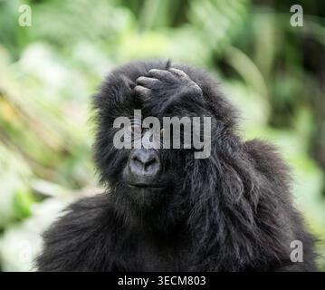 Junge Berggorillas, die Hand an Kopf denken in virunga, demokratische republik kongo Stockfoto