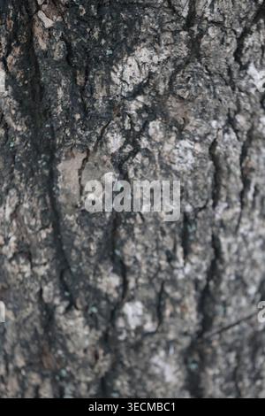 Eine hochauflösende Vollformataufnahme, die die raue, tief rissige Rinde eines Reifen Baumes zeigt. Stockfoto