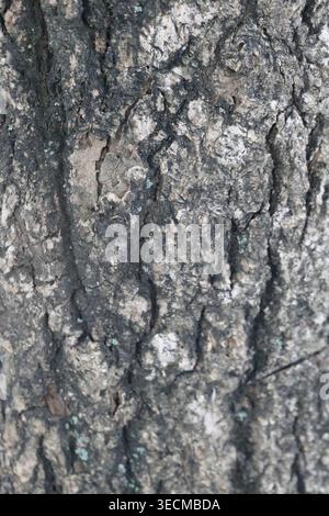 Eine hochauflösende Vollformataufnahme, die die raue, tief rissige Rinde eines Reifen Baumes zeigt. Stockfoto