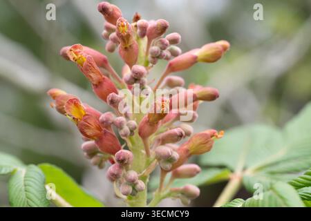 Nahaufnahme der Blumen eines Roten buckeye Strauches, Aesculus pavia. Stockfoto