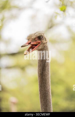 Straußenkopf Nahaufnahme mit offenem Schnabel in natürlicher Umgebung im Freien Stockfoto