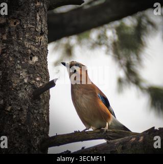 Eurasian jay thront auf einem Ast neben einem strukturierten Baumstamm in Waldlandschaft, detailliertes Tierporträt mit blauen Flügelfedern. Stockfoto