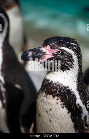 Pinguin frisch aus dem Wasser Stockfoto
