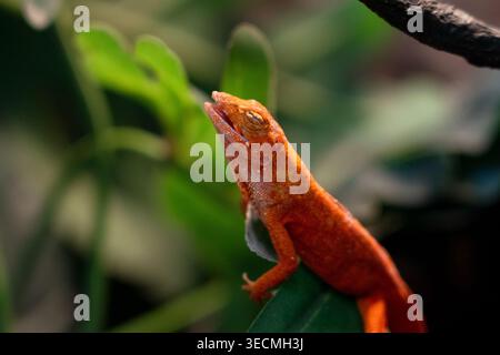 Eine auffällige Nahaufnahme eines hellorangefarbenen Chamäleons oder einer Eidechse, die auf einem üppig grünen Blatt thront. Das Reptil hat seinen Mund leicht verdreht und zeigt seine Uniq Stockfoto