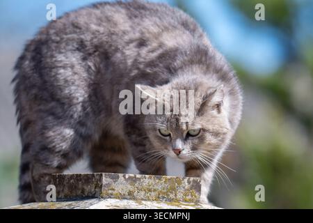 Nahaufnahme einer niedlichen, kurzhaarigen Tabby-Katze mit grünen Augen. Stockfoto