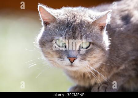 Nahaufnahme einer niedlichen, kurzhaarigen Tabby-Katze mit grünen Augen. Stockfoto