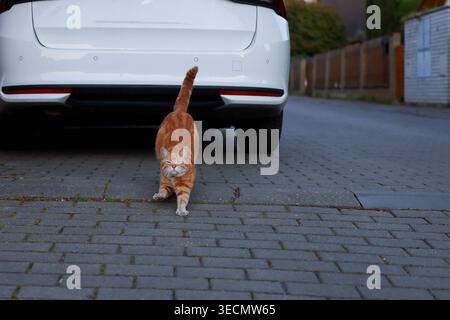Ginger Cat erstreckt sich auf einer gepflasterten Einfahrt hinter weißem Auto und genießt einen ruhigen Abend im Freien in einem gemütlichen Vorstadtviertel. Stockfoto