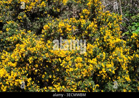 Die leuchtend gelben Ginsterblüten spiegeln das Wesen des Frühlings wider. Der Busch ist hoch und strahlt Wärme und Farbe in seiner natürlichen Gewohnheit aus Stockfoto