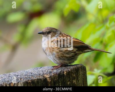 Graue braune Passerine UK Dunnock oder Hedge Sparrow, Prunella modularis, auf einem Zaunpfosten Stockfoto