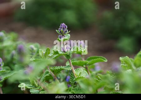 Katzenminze in Blüte: Nepeta racemosa. Nahaufnahme. Stockfoto