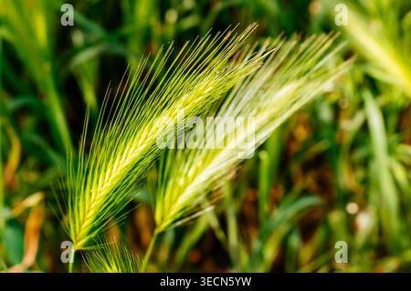 Hordeum murinum ist eine blühende Pflanzenart aus der Grasfamilie Poaceae, die allgemein als Mauergerste oder Falschgerste bekannt ist. Es ist ein naher Verwandter von Stockfoto
