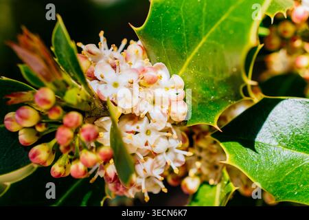 Männliche Blumen. Ilex aquifolium, die stechpalme, die stechpalme, die englische stechpalme, die Europäische stechpalme, oder gelegentlich ist die weihnachtslistin eine Art blühenden Plans Stockfoto