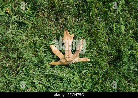 Ein trockenes braunes Platanen-Blatt liegt auf einem Teppich aus üppigem grünem Gras und Klee auf und erzeugt einen natürlichen Kontrast von Farbe und Textur in einem sonnendurchfluteten Außenmea Stockfoto