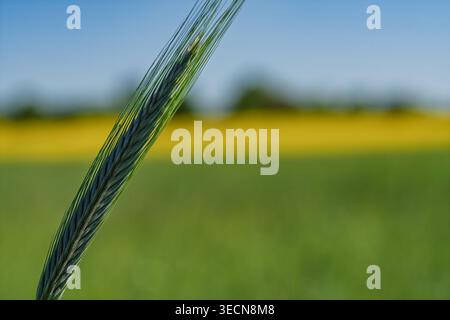 Detailliertes Bild mit lebendigem Grün vor verschwommenem landwirtschaftlichem Hintergrund Stockfoto
