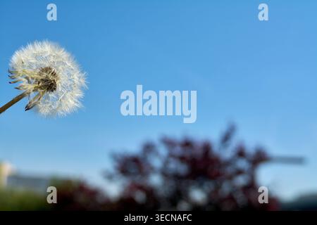 Ein weißer Löwenzahnsamenkopf hebt sich in diesem minimalistischen Naturfoto von einem leuchtend blauen Himmel ab. Die Komposition bietet viel Kopierraum, mak Stockfoto