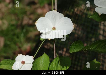 Cornus „Porlock“, Nahaufnahme einer weißen Hartholzblüte, umgeben von großen cremeweißen Deckblättern im Frühjahr. Stockfoto