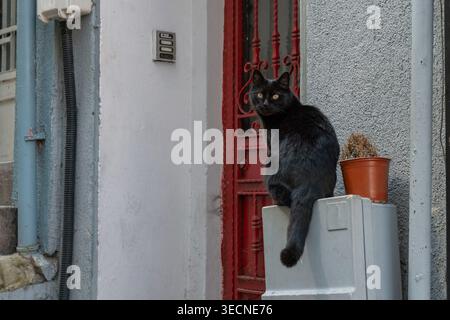 Schwarze Katze sitzt auf Stromkasten neben roter Metalltür, strukturierte Wand in städtischer Umgebung mit scharfer Fokussierung und Straßendetails. Haustierverhalten, Stadtleben, Tier Stockfoto
