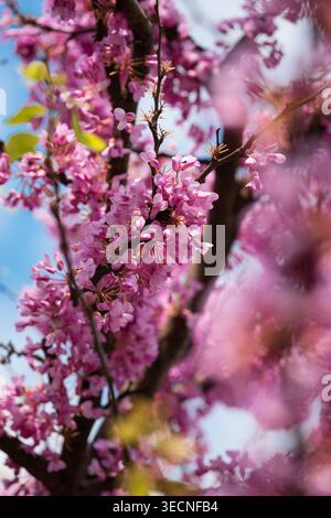 Leuchtend rosa Blüten auf Ästen vor blauem Himmel, mit weichem Bokeh und natürlichem Licht Stockfoto