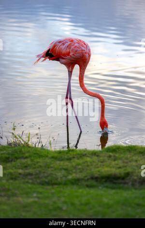 Wunderschöner rosa Flamingo am Ufer des Sees in einer ruhigen Feuchtlandszene mit Sonnenlicht Stockfoto