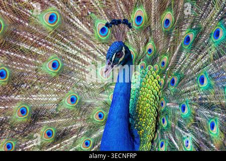 Pfauenvogel mit aufgefächertem Schwanz, farbenfrohen Pfauenfedern-Augen-Muster Stockfoto