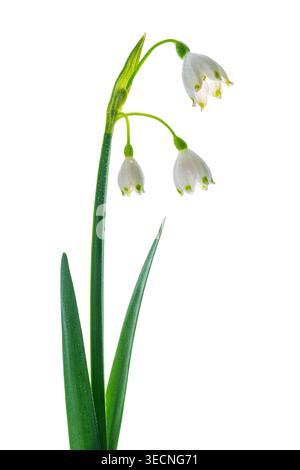 Makro der Sommer-Schneeflocken-Blumen mit Wassertropfen auf weißem Hintergrund Stockfoto