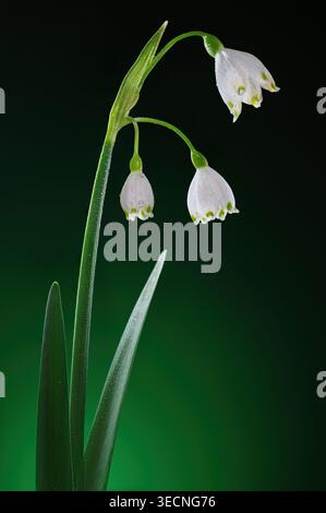 Makro der Sommer-Schneeflocken-Blumen mit Wassertropfen auf dunkelgrünem Hintergrund Stockfoto