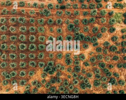 Luftaufnahme der Olivenbaumplantage in sonniger ländlicher Landschaft Stockfoto