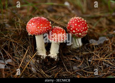 Gruppe von Fliegenpilzen (Amanita muscaria), die auf Waldboden wachsen Stockfoto