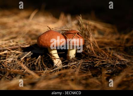 Ein Paar Butterpilze (Suillus luteus), die in einem Kiefernwald wachsen Stockfoto