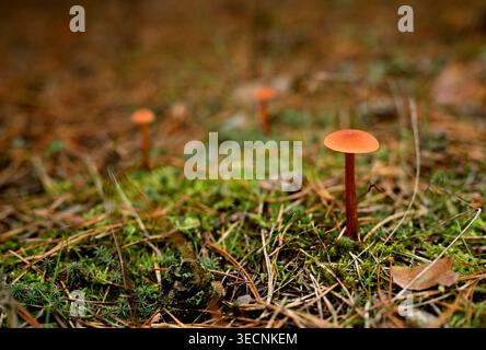 Kleine rote Pilze (Laccaria laccata), die auf einem moosbedeckten Waldboden wachsen Stockfoto