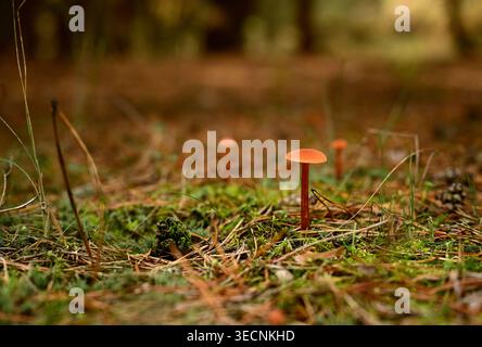 Eine Nahaufnahme der zarten Laccaria laccata-Pilze, auch bekannt als Betrügerpilze, die aus einem moosigen Kiefernwald sprießen Stockfoto