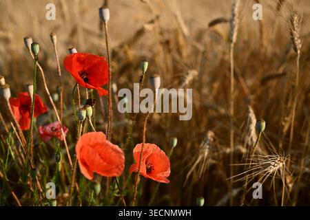 Eine Nahaufnahme von leuchtenden roten Mohnblumen (Papaver rhoeas) und ihren Samenkapseln, die zwischen goldenen Weizenstielen auf einem ländlichen Feld stehen Stockfoto