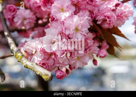 Eine Nahaufnahme der leuchtenden rosafarbenen Kanzan-Doppelkirschblüten in voller Frühlingsblüte, mit neuen kupferbronzenen Blättern und einem sanft verschwommenen Hintergrund von Bäumen Stockfoto