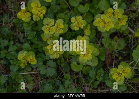 Goldenes Saxfum, das als Bodendecke im Waldboden wächst. Erkennbar an kleinen gelben Blüten und abgerundeten grünen Blättern. Konzept der Frühlingsvegetation, Stockfoto