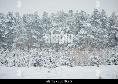 Wintertag im Kiefernwald. Junge grüne Bäume von Kiefern bedeckt Schnee. Stockfoto