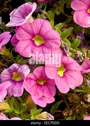 Aus nächster Nähe sehen Sie leuchtende rosa und violette Petunenblüten mit gelben Zentren, die in einem Garten wachsen und detaillierte Blütenblätter und grüne Blätter einfangen. Stockfoto