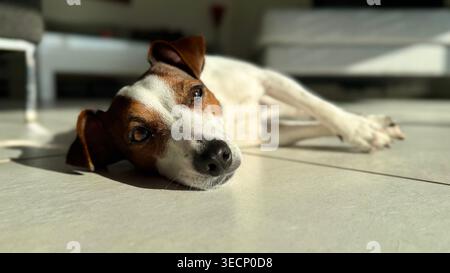 Detaillierte Nahaufnahme eines Jack Russell Terrier, der auf seiner Seite auf einem gefliesten Boden liegt und in warmes Sonnenlicht getaucht ist. Tiefer, direkter Blick. Stockfoto