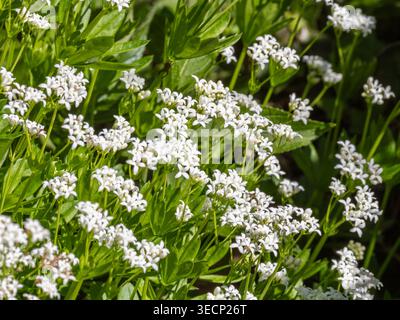 Galium odoratum (süßer Holzwurst oder süß duftendes Betthrohhalm), Wildblume mit weißen Blüten im Frühling in Hampshire Country, England, Großbritannien Stockfoto