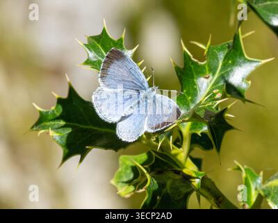 Holly Blue Butterfly (Celastrina argiolus) Weibchen auf stechpalmenblättern (Ilex aquifolium), Großbritannien Stockfoto