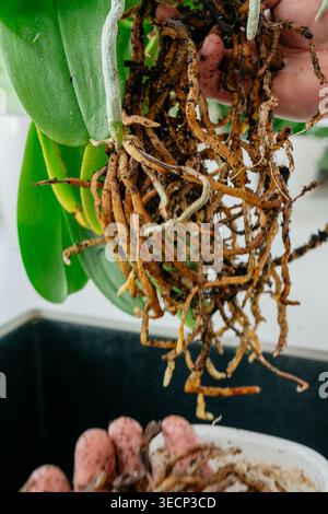 Nahaufnahme von Orchideenwurzeln ohne Substrat. Detailansicht gesunder und trockener Wurzeln beim Umtopfen zu Hause. Stockfoto